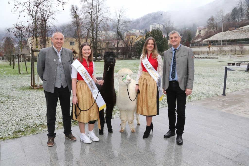 Alpaca Expo auf Grazer Messegel nde bauernnetzwerk