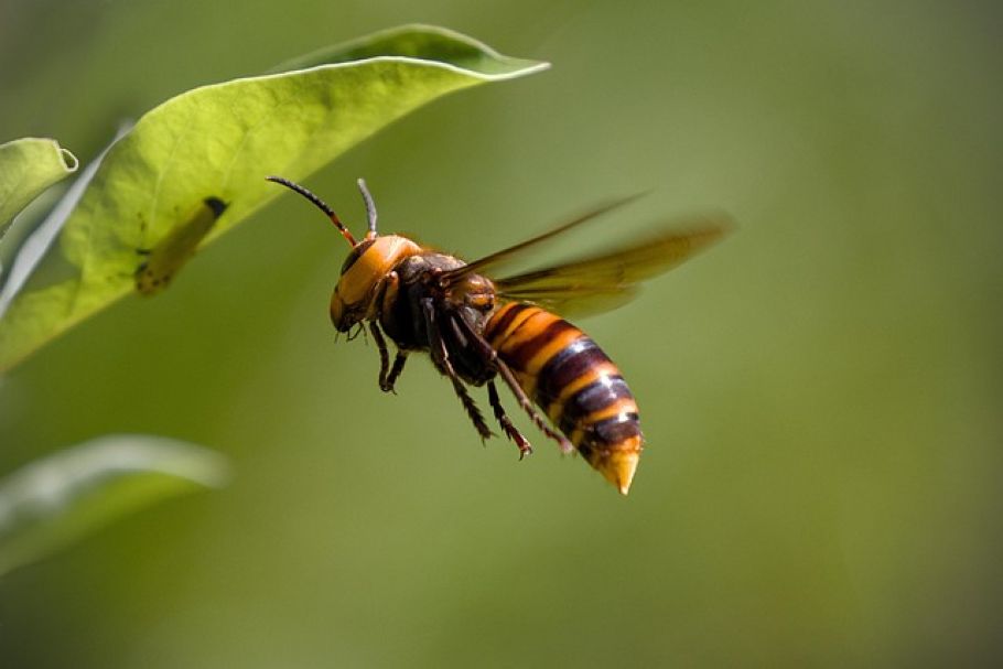 Asiatische Hornisse: Heimische Bienen zunehmend in Gefahr – Jetzt handeln! - asian hornet vespa velutina