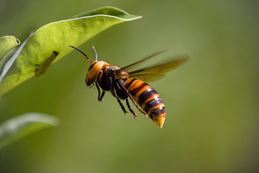 Asiatische Hornisse: Heimische Bienen zunehmend in Gefahr – Jetzt handeln! - asian hornet vespa velutina