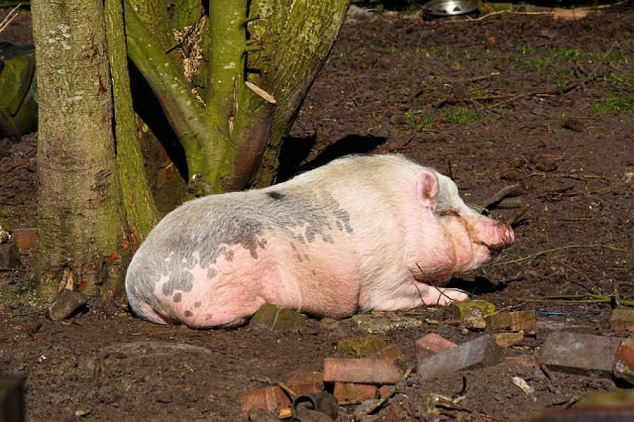 Australiens Wildschweinplage: 26 Millionen verwilderte Hausschweine bedrohen Landwirtschaft und Umwelt - feral pigs Australia