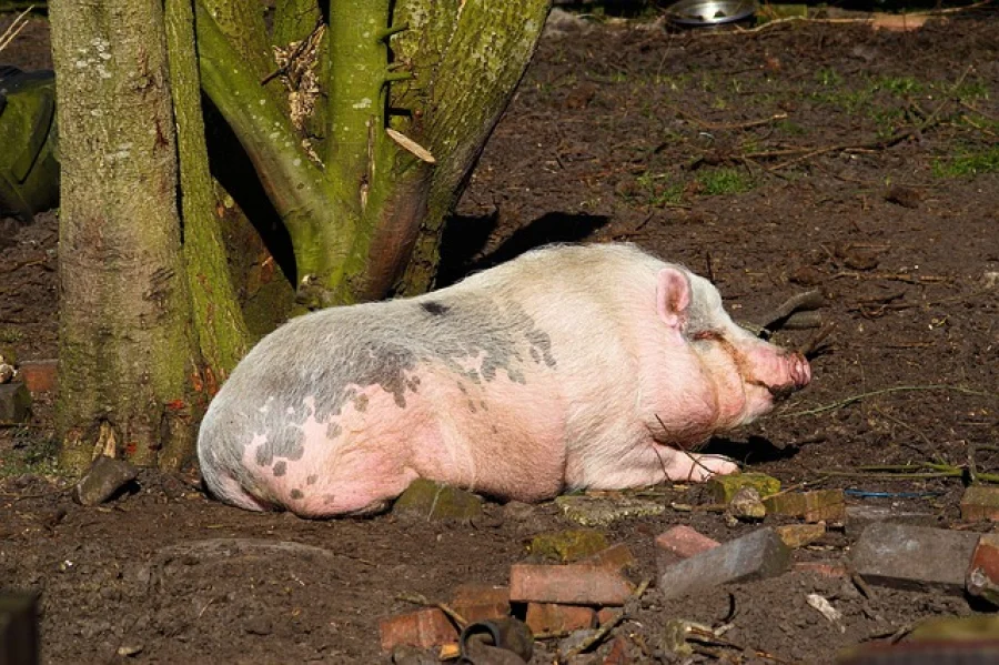 Australiens Wildschweinplage: 26 Millionen verwilderte Hausschweine bedrohen Landwirtschaft und Umwelt - feral pigs Australia