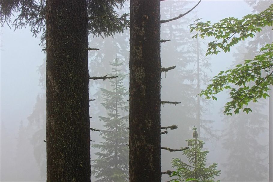 Borkenkäfer-Alarm: Jetzt zählt jede Stunde für Waldbesitzer - bark beetle infestation spruce forest