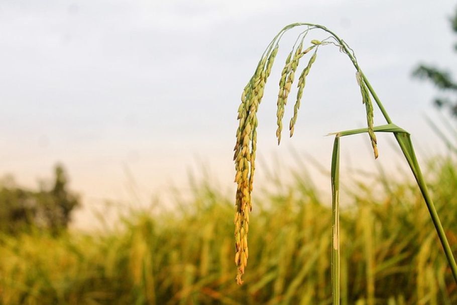 Dänemark schafft das Landwirtschaftsministerium ab: Ein Signal für die europäische Agrarpolitik? - Danish agriculture ministry