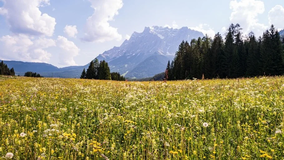 Dürreschäden in Österreich: Bauern kämpfen mit Ernteausfällen – Existenzangst statt Erntedank - drought austria field