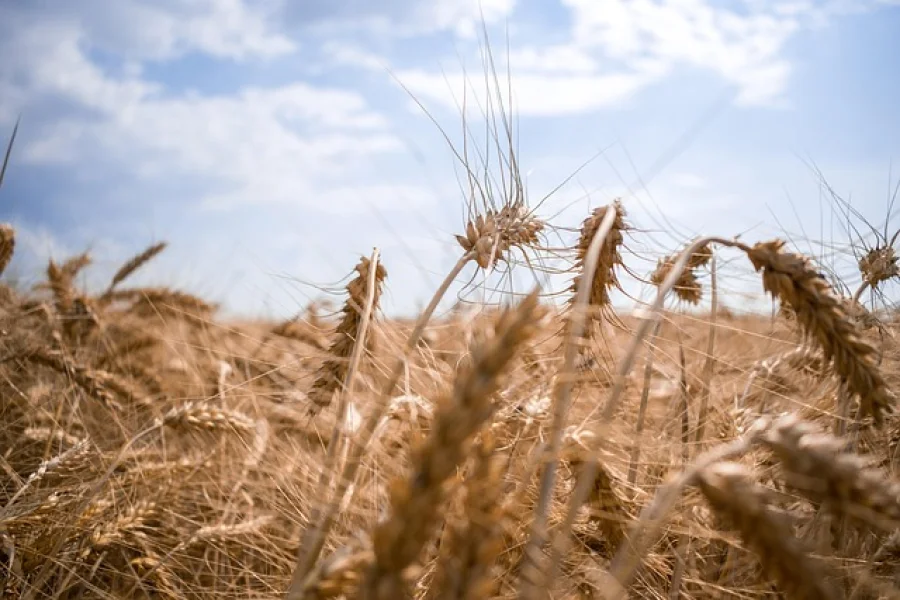 EU verschärft Sanktionen gegen gestohlenes ukrainisches Getreide - grain theft Ukraine