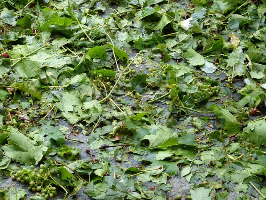 Hagelunwetter in der Steiermark: Millionenschäden in der Landwirtschaft - hail damage farmland