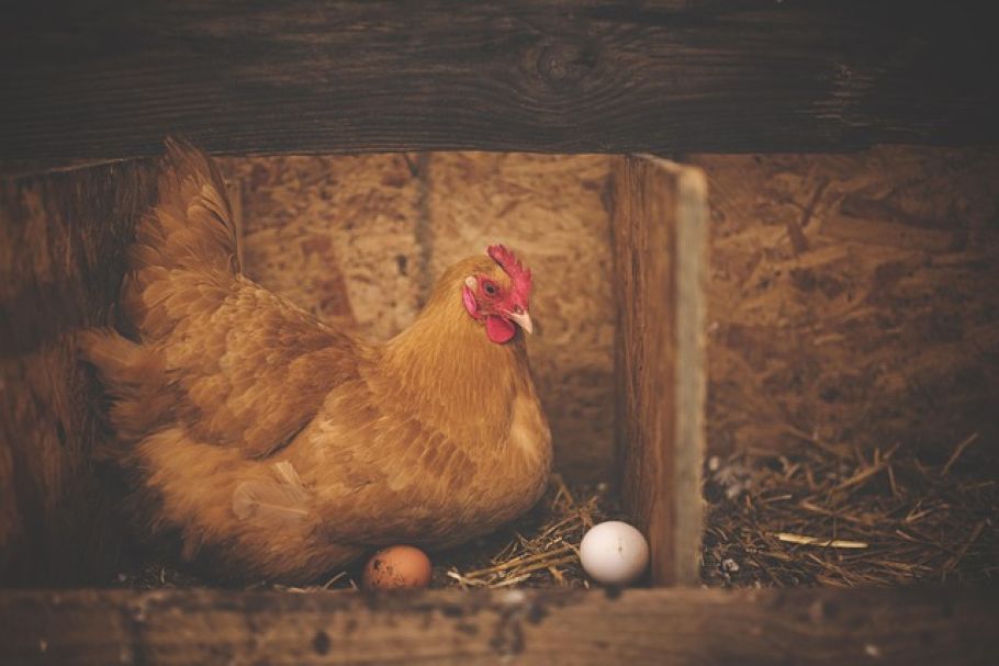 JBS steigt in die Eierproduktion ein: Mega-Farm in den USA geplant - JBS mega egg farm USA