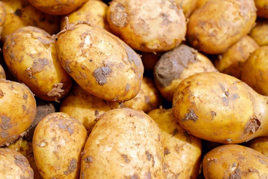 Kartoffelpreise treiben Bauern in den Ruin: Frühkartoffeln als Verlustgeschäft - potato harvest germany