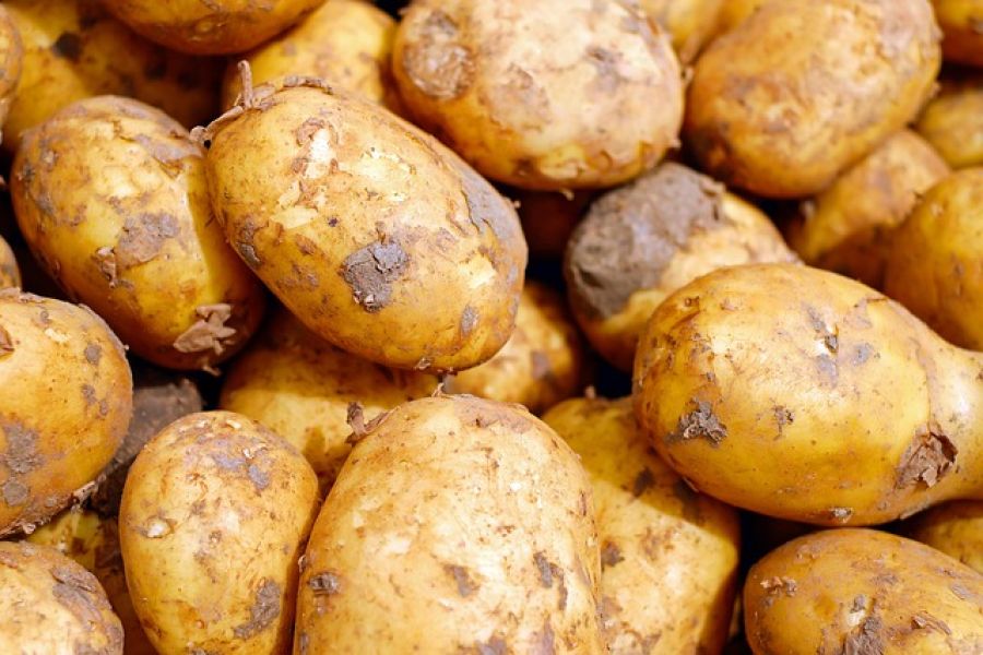 Kartoffelpreise treiben Bauern in den Ruin: Frühkartoffeln als Verlustgeschäft - potato harvest germany