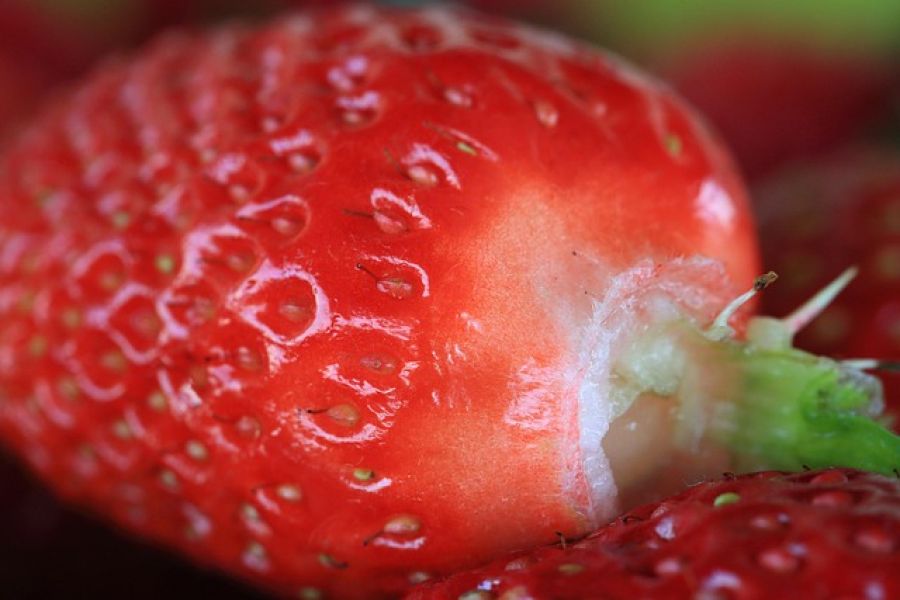 KI hilft bei Erdbeerernte - ki robot strawberry harvest oberösterreich
