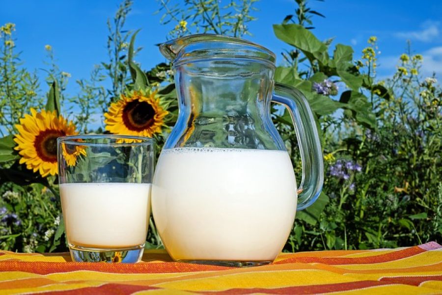 Milchfett aus dem Bioreaktor: Technologische Entwicklung und ihre Bedeutung für die Milchwirtschaft - bioreactor milk fat production