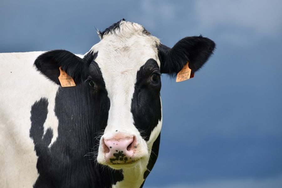 Milchkuh Idea knackt 200.000 kg: Ein Meilenstein für die deutsche Holsteinzucht - holstein cow idea 200000 kg milk record germany
