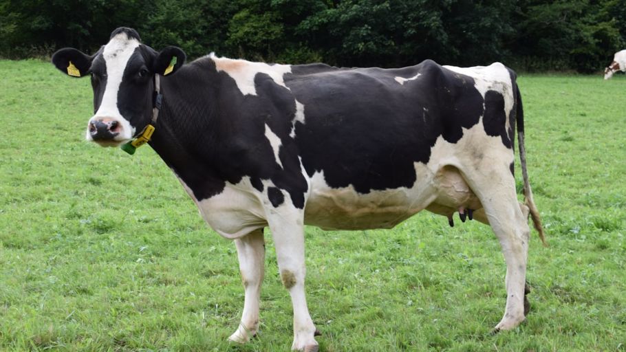 Milchvernichtung als Protest: Landwirte kippen 30.000 Liter mit Güllefässern aus - milk dumping protest