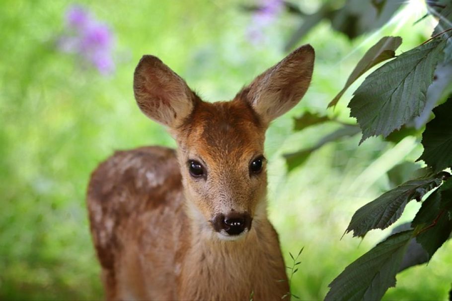 Rehkitz-Gefahr im hohen Gras: Wenn der Mähtod zur Zerreißprobe wird - roe deer fawn in tall grass