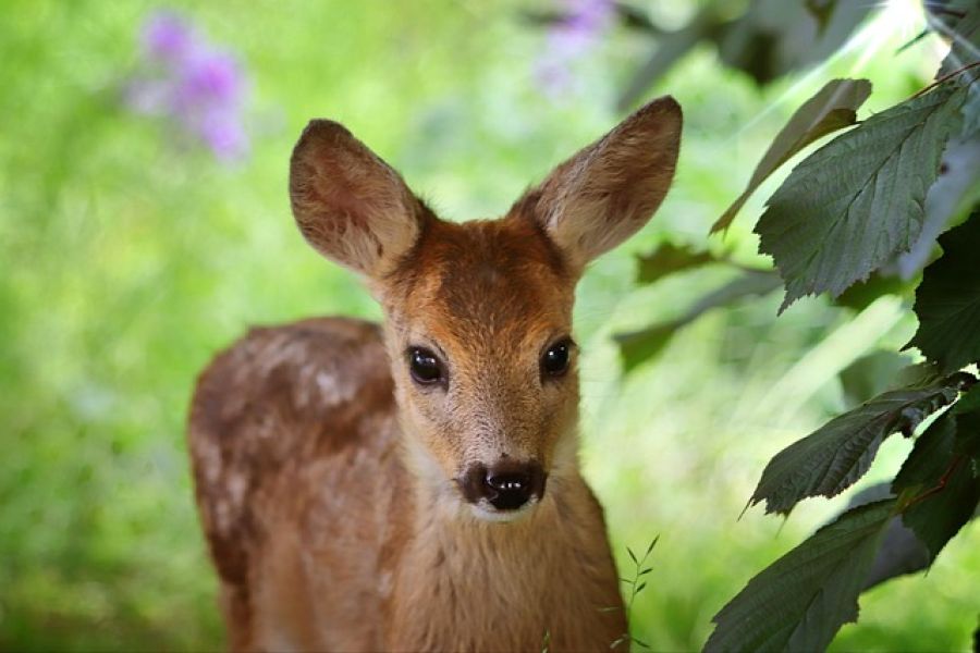 Rehkitz-Gefahr im hohen Gras: Wenn der Mähtod zur Zerreißprobe wird - roe deer fawn in tall grass