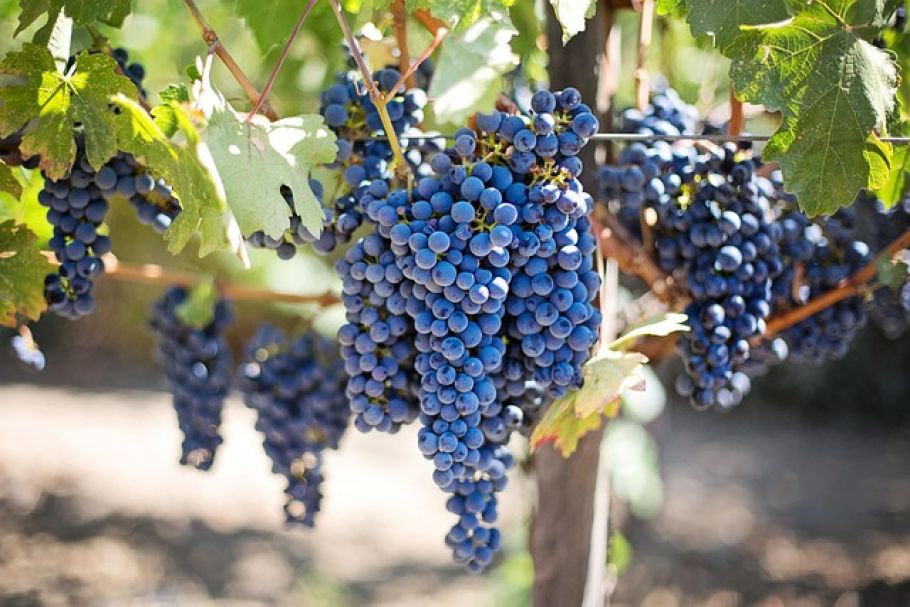 Schädling gefährdet Weinbau in Niederösterreich - grapevine yellowing disease