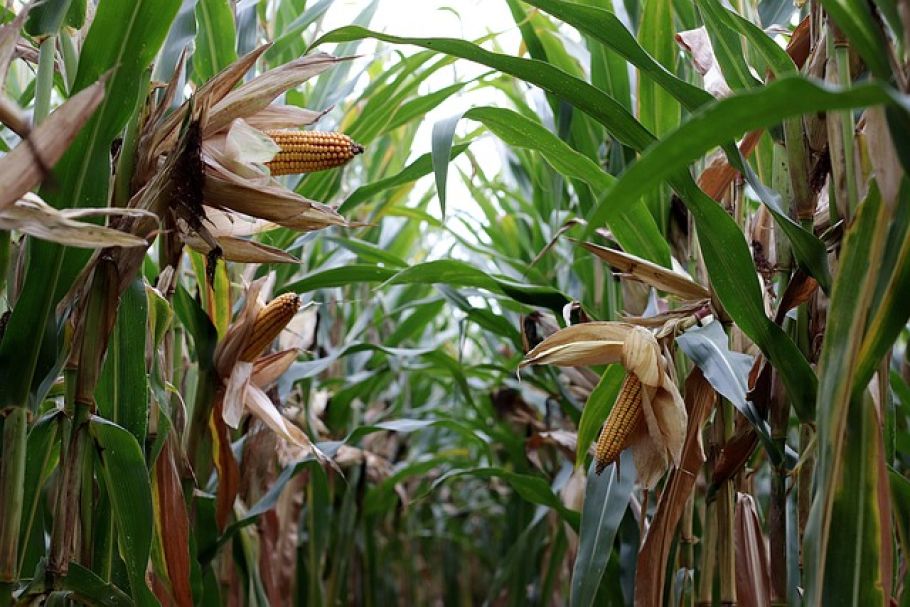 Schimmelpilzbefall in Maisbeständen: Einschätzung der Lage und Handlungsempfehlungen - mold on corn field