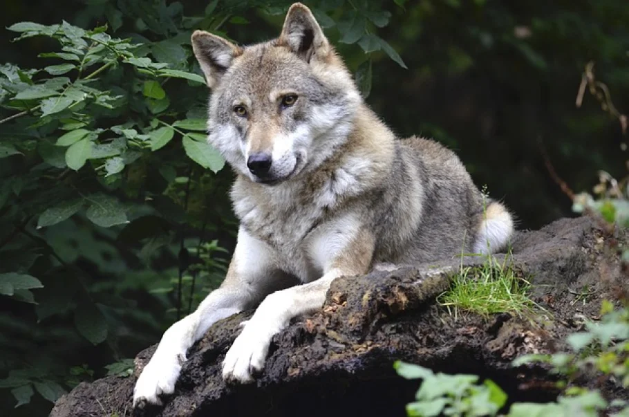 Wolf mitten durch Ort marschiert und geschossen: Die Debatte um den Abschuss eskaliert - wolf shot in village germany