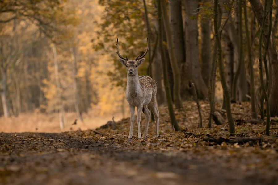 Zombie-Hirsch-Krankheit: Springt CWD jetzt auf den Menschen über? - chronic wasting disease deer