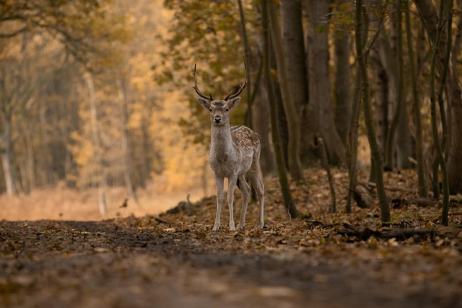 Zombie-Hirsch-Krankheit: Springt CWD jetzt auf den Menschen über? - chronic wasting disease deer