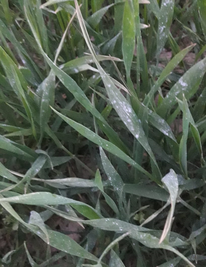aloe barbadensis miller juice Aloe Vera barbadensis Miller Salugea main image 0