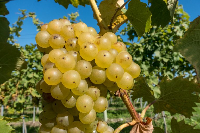 Steirischer Riesling aus dem Sausal zum besten Europas gekürt