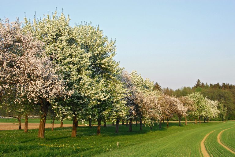 Obstbaumaktion des Biosphärenparks