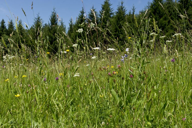 ÖKL bildet Biodiversitätsvermittler aus