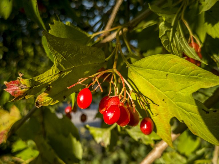 Klimafitte Vielfalt vor den Vorhang