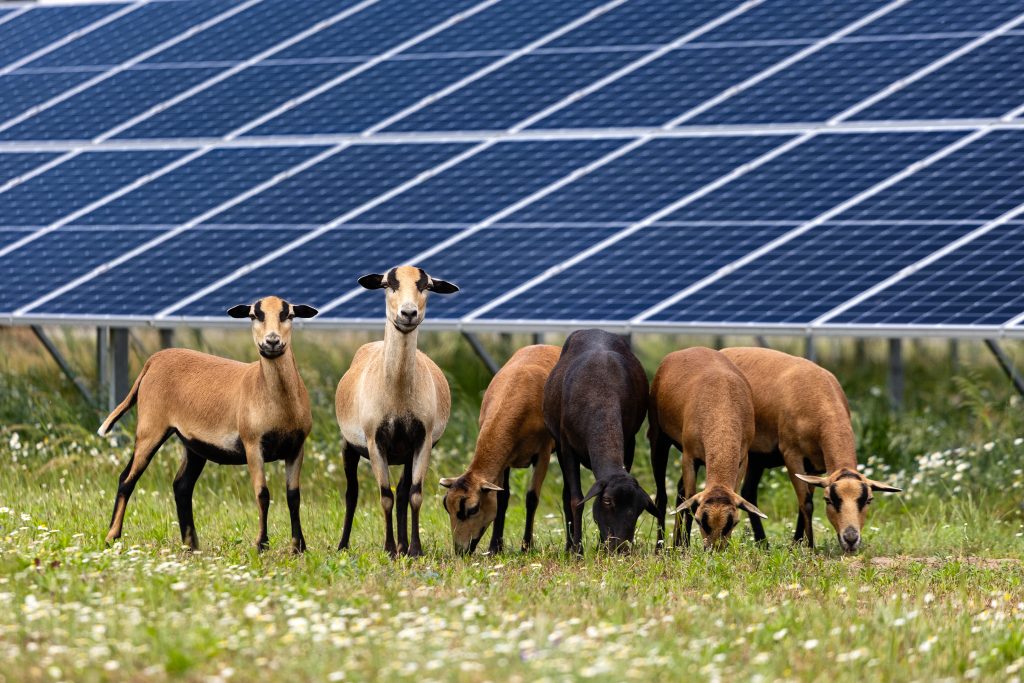 Agri-Photovoltaik: Doppelt ernten wird möglich
