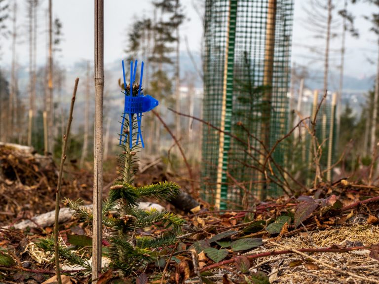 Waldwirtschaft – quo vadis?