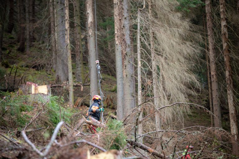 Borkenkäfer: Befallsdruck steigt