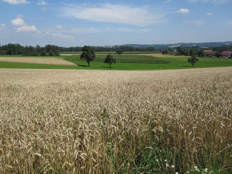Sind NGT-Pflanzen nachhaltig?