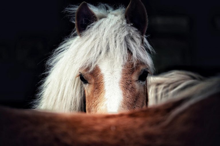 Haflinger Weltausstellung