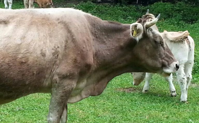 Neue Rinderseuche: Impfung schützt