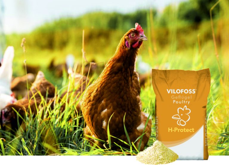 Gegen Hitzestress bei Geflügel