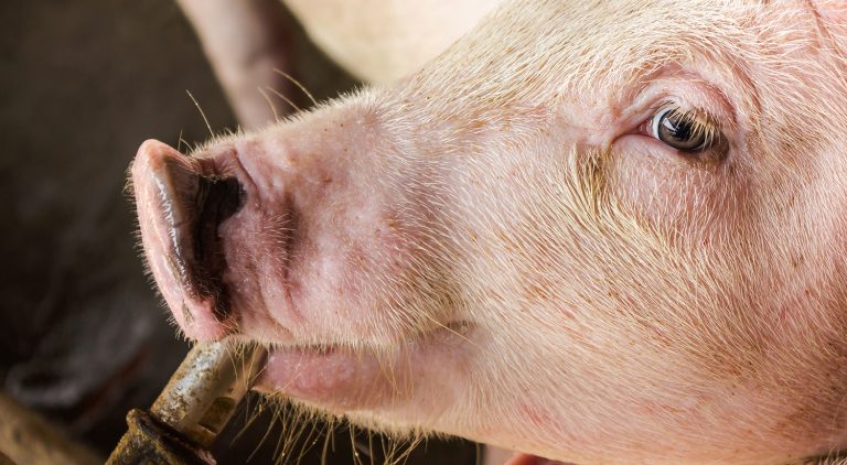 Hitze im Schweinestall mindern