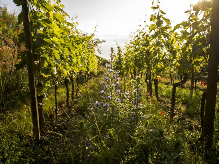 Spitzenreiter bei Bio-Weinbau