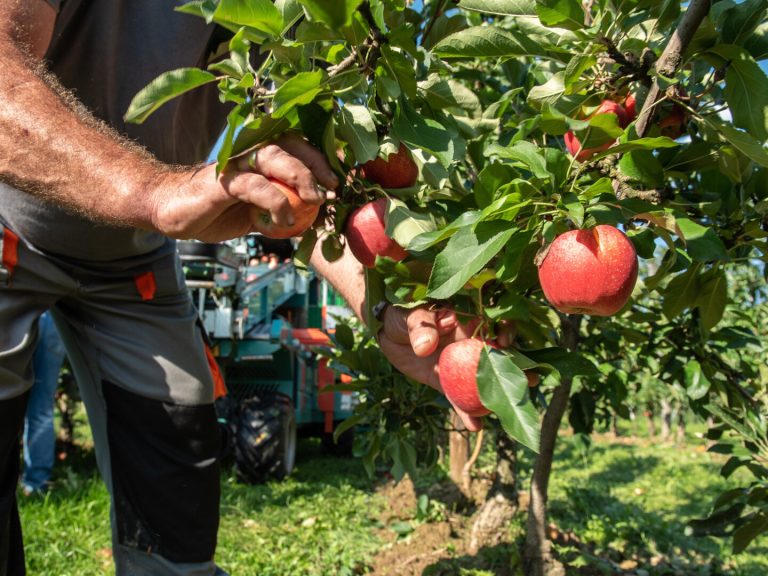 Obst- und Gemüsebauern in Sorge