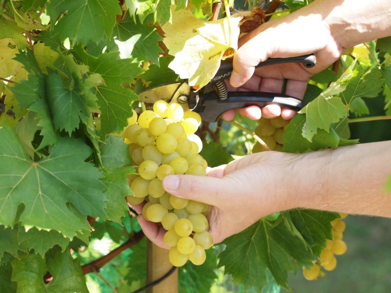 Gute Weinernte erwartet