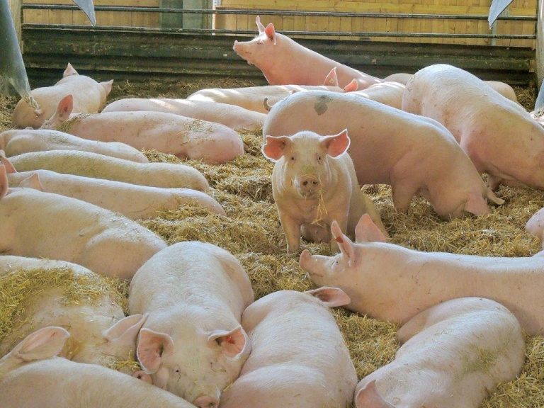 Hat Schweinehaltung Zukunft?