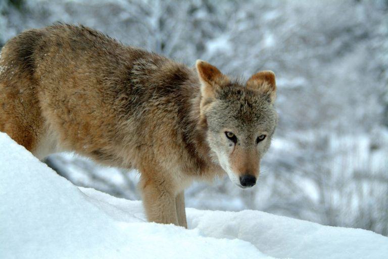 Der Wolf in der Studie