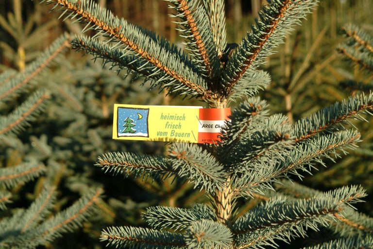 Achtsamkeit beim Christbaumkauf
