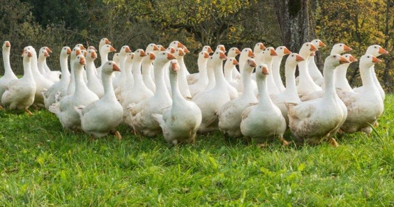 Zu Martin man die Gänse schlachtet….