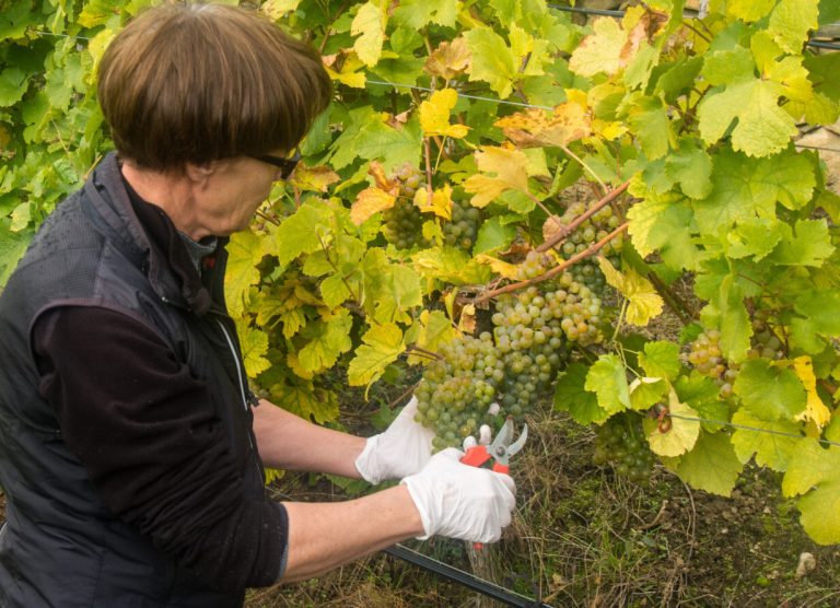 Weinbau bleibt herausfordernd