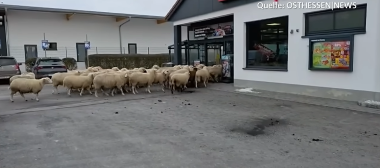 Schafe stürmen Penny-Supermarkt: Discounter übernimmt Patenschaft für Tiere
