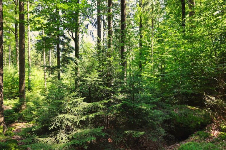 Bundesforste mit Wald der Zukunft