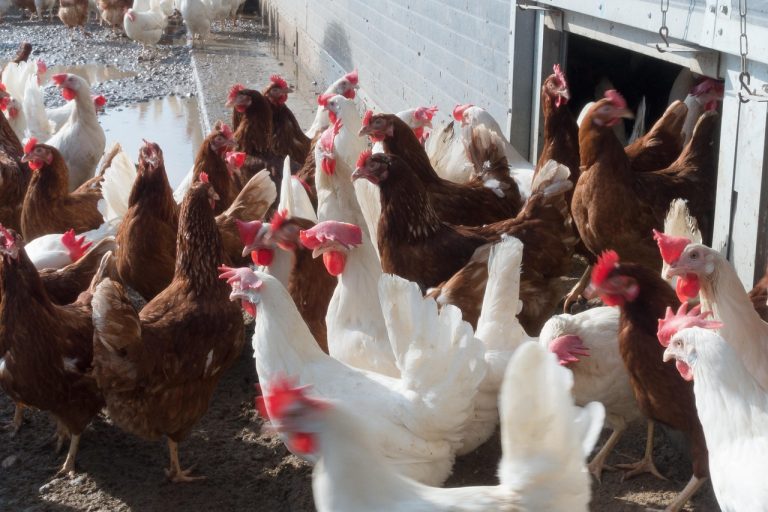 Eierfabrik der Superlative: China plant Mega-Hühnerprojekt für 2,7 Millionen Tiere