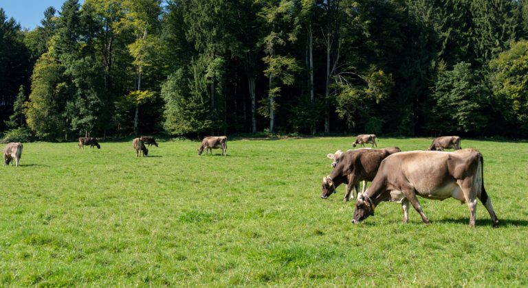Verschwinden Weideflächen?
