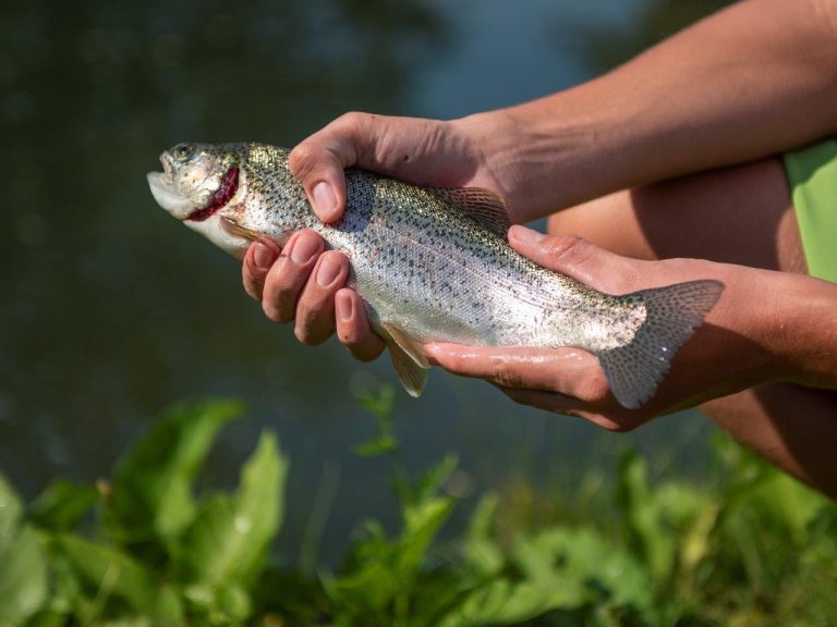 Bei Fisch ist noch viel drin